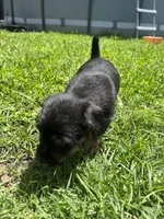 Ash, a male Shih Tzu for sale in Orlando, FL – 3 of 4