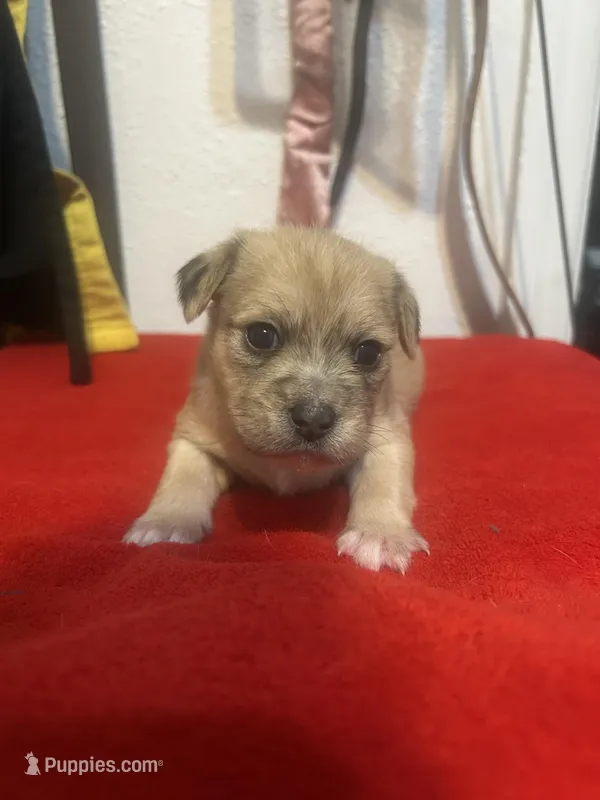 Moca – Chihuahua, Shih Tzu puppy for sale in Orlando, FL