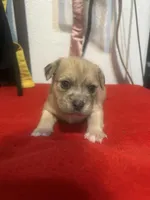 Moca, a male Chihuahua and Shih Tzu for sale in Orlando, FL – Photo 1 of 3