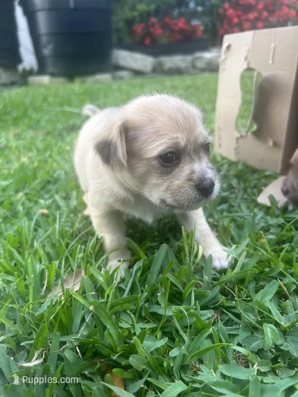 Moca – Chihuahua, Shih Tzu puppy for sale in Orlando, FL