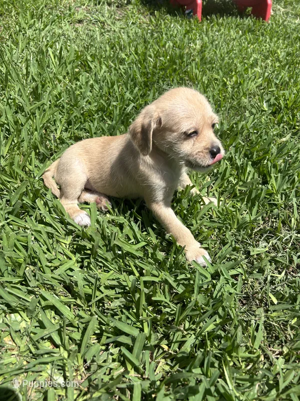 Moca  – Chihuahua, Shih Tzu puppy for sale in Orlando, FL