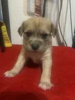 Puppy 3, a male Chihuahua and Shih Tzu for sale in Orlando, FL – 3 of 5