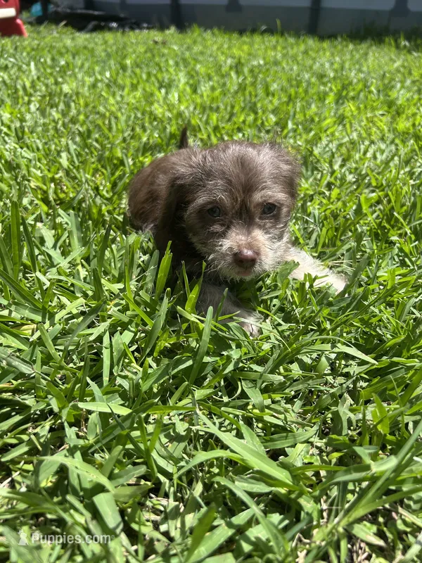 Brownie – Chihuahua, Shih Tzu puppy for sale in Orlando, FL