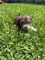 Brownie, a male Chihuahua and Shih Tzu for sale in Orlando, FL – 4 of 6