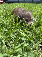 Brownie, a male Chihuahua and Shih Tzu for sale in Orlando, FL – 2 of 6