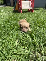 Tiki, a male Parson Russell Terrier and Shih Tzu for sale in Orlando, FL – 2 of 3