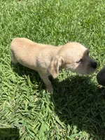 Moca , a male Chihuahua and Shih Tzu for sale in Orlando, FL – 2 of 3