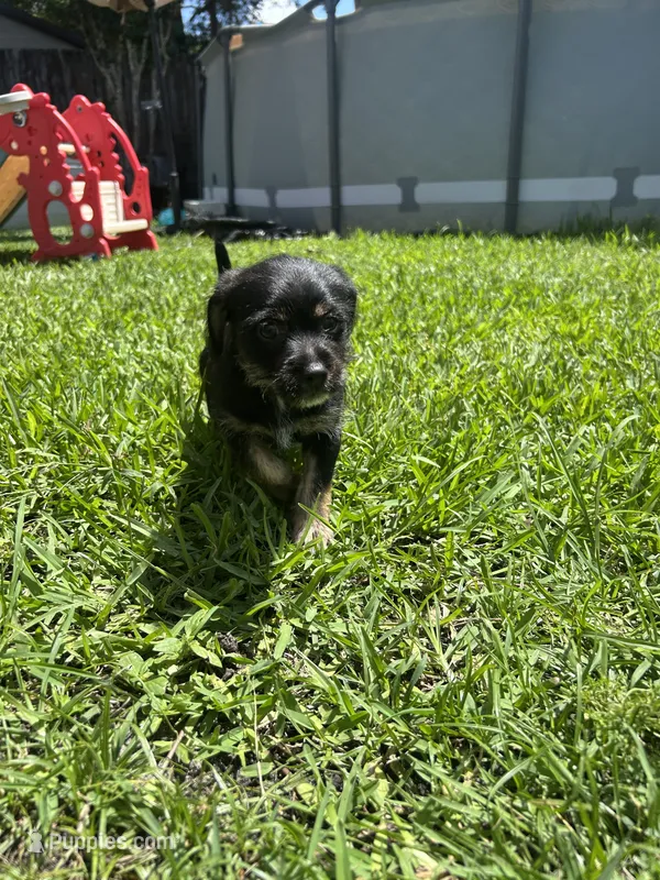 Ash – Shih Tzu puppy for sale in Orlando, FL