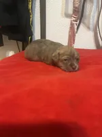 Puppy 2 , a male Chihuahua and Shih Tzu for sale in Orlando, FL – 2 of 4