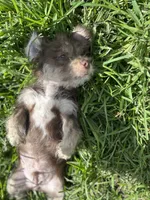 Brownie, a male Chihuahua and Shih Tzu for sale in Orlando, FL – 2 of 5