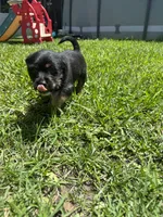 Ash, a male Shih Tzu for sale in Orlando, FL – 4 of 4