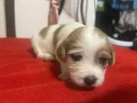 Spot , a female Chihuahua and Shih Tzu for sale in Orlando, FL – Photo 1 of 2