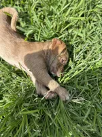 Tiki, a female Chihuahua and Shih Tzu for sale in Orlando, FL – 4 of 4