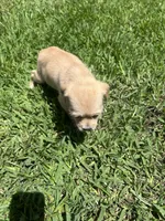 Moca , a male Chihuahua and Shih Tzu for sale in Orlando, FL – 3 of 3