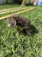 Brownie, a male Chihuahua and Shih Tzu for sale in Orlando, FL – 4 of 5
