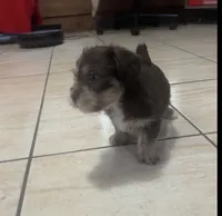 Puppy 1, a male Chihuahua and Shih Tzu for sale in Orlando, FL – 2 of 6