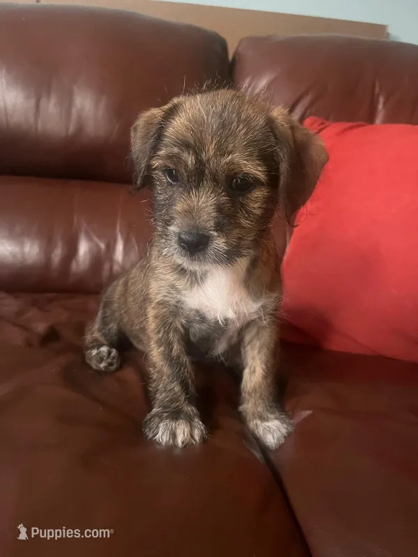 Oreo, a male Jack Russell Terrier and Shih Tzu for sale in Orlando, FL – Photo 1 of 2