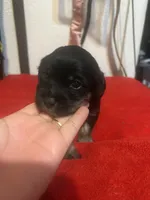 Puppy 4, a male Chihuahua and Shih Tzu for sale in Orlando, FL – 1 of 4