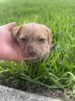 Tiki, a female Chihuahua and Shih Tzu for sale in Orlando, FL – 2 of 4