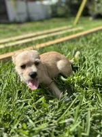 Moca, a male Jack Russell Terrier and Chihuahua for sale in Orlando, FL – 2 of 4