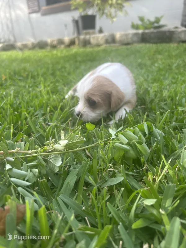 Spot  – Chihuahua, Shih Tzu puppy for sale in Orlando, FL