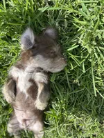 Brownie, a male Chihuahua and Shih Tzu for sale in Orlando, FL – 3 of 5