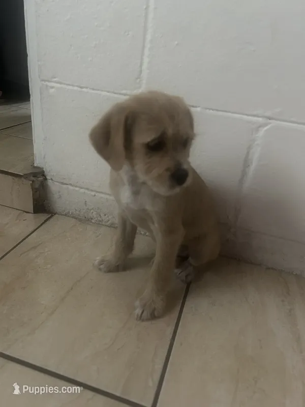 Moca – Jack Russell Terrier, Chihuahua puppy for sale in Orlando, FL