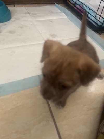 Puppy 2 , a male Chihuahua and Shih Tzu for sale in Orlando, FL – 4 of 4