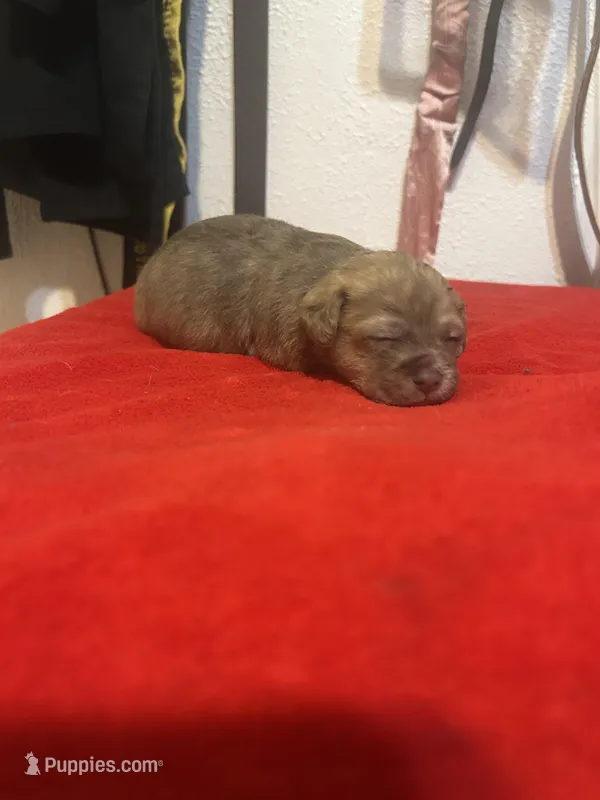 Tiki, a female Chihuahua and Shih Tzu for sale in Orlando, FL – Photo 1 of 3