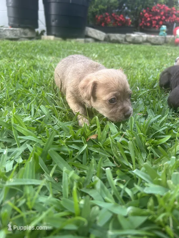 Tiki – Chihuahua, Shih Tzu puppy for sale in Orlando, FL