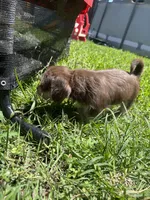 Brownie, a male Chihuahua and Shih Tzu for sale in Orlando, FL – 6 of 6