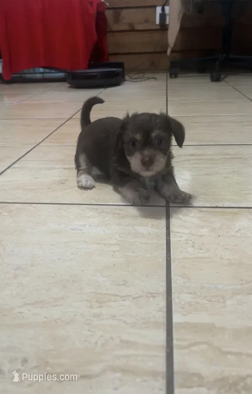 Puppy 1 – Chihuahua, Shih Tzu puppy for sale in Orlando, FL