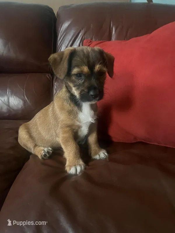 Ziggy – Shih Tzu puppy for sale in Orlando, FL