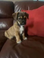 Ziggy, a male Shih Tzu for sale in Orlando, FL – Photo 1 of 2