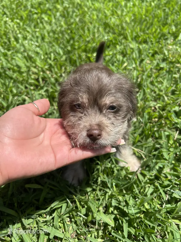Brownie – Chihuahua, Shih Tzu puppy for sale in Orlando, FL