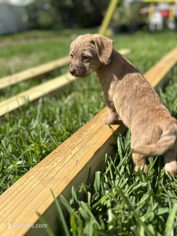 Tiki – Chihuahua, Shih Tzu puppy for sale in Orlando, FL