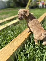 Tiki, a female Chihuahua and Shih Tzu for sale in Orlando, FL – 1 of 4