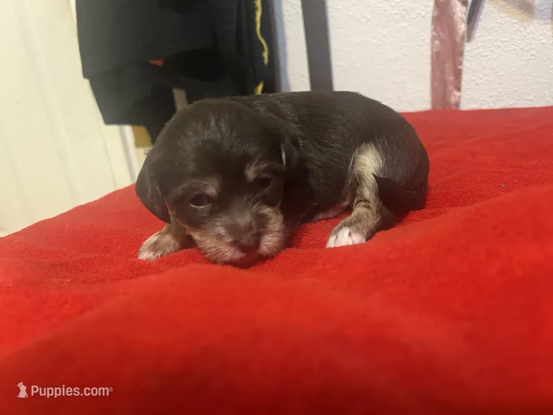 brownie , a male Chihuahua and Shih Tzu for sale in Orlando, FL – Photo 1 of 3