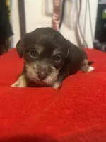 brownie , a male Chihuahua and Shih Tzu for sale in Orlando, FL – Photo 2 of 3