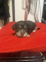 brownie , a male Chihuahua and Shih Tzu for sale in Orlando, FL – Photo 3 of 3