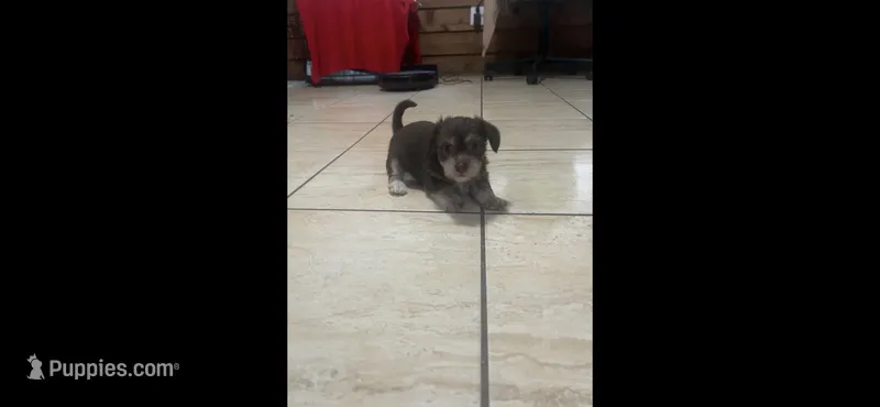 brownie  – Chihuahua, Shih Tzu puppy for sale in Orlando, FL