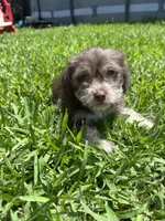 Brownie, a male Chihuahua and Shih Tzu for sale in Orlando, FL – 3 of 6