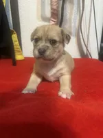 Puppy 3, a male Chihuahua and Shih Tzu for sale in Orlando, FL – 2 of 5