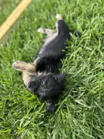 Ash, a male Chihuahua and Shih Tzu for sale in Orlando, FL – 3 of 5
