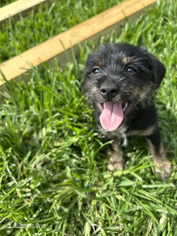 Ash – Chihuahua, Shih Tzu puppy for sale in Orlando, FL
