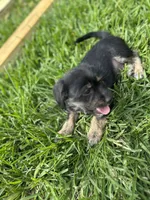 Ash, a male Chihuahua and Shih Tzu for sale in Orlando, FL – 4 of 5