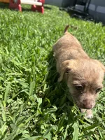 Tiki, a male Parson Russell Terrier and Shih Tzu for sale in Orlando, FL – 3 of 3