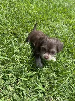 Brownie, a male Chihuahua and Shih Tzu for sale in Orlando, FL – 5 of 6