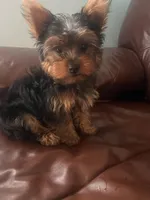 Puppy 1, a male Yorkshire Terrier for sale in Orlando, FL – 1 of 1