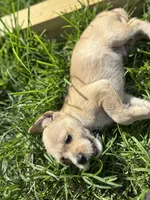Moca, a male Jack Russell Terrier and Chihuahua for sale in Orlando, FL – 4 of 4